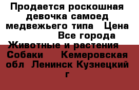Продается роскошная девочка самоед медвежьего типа › Цена ­ 35 000 - Все города Животные и растения » Собаки   . Кемеровская обл.,Ленинск-Кузнецкий г.